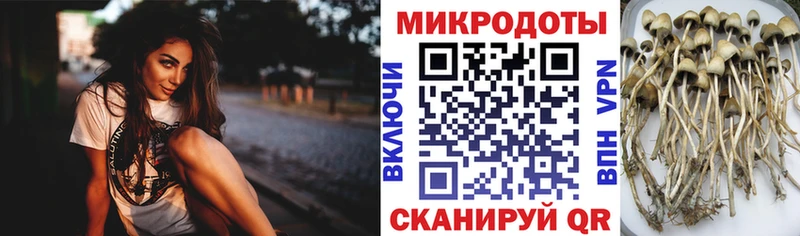 купить  цена  Онега  Галлюциногенные грибы Magic Shrooms 